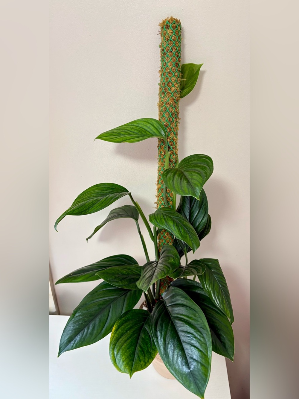 Monstera Pinnatipartita – Rooted Plant in Self Watering Pot (Multiple Available)